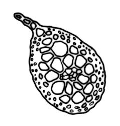 Fissidens blechnoides, cross-section of stem. Drawn from J.E. Beever 70-80, CHR 524057.
 Image: R.C. Wagstaff © Landcare Research 2014 